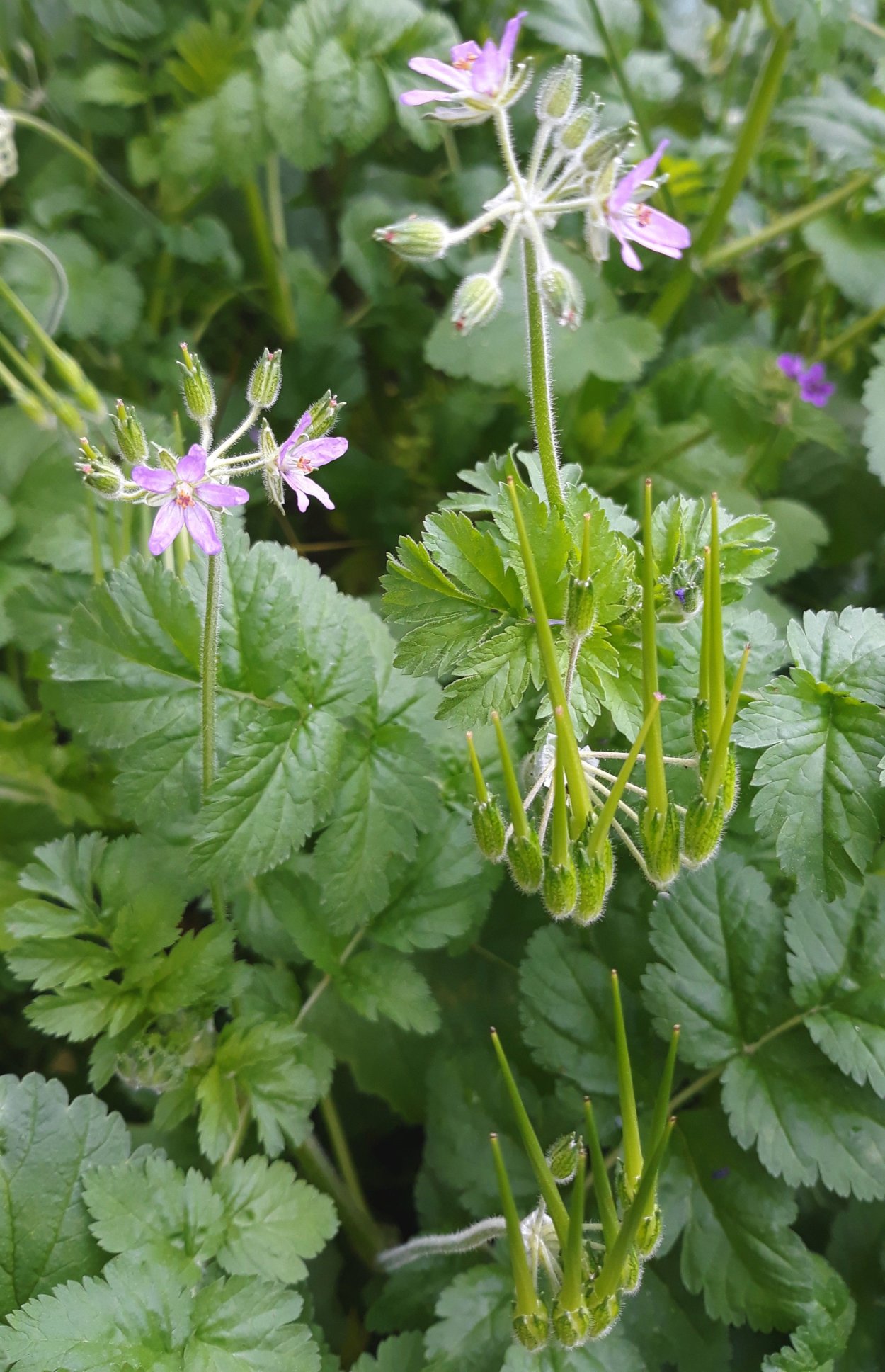 Аистник обыкновенный