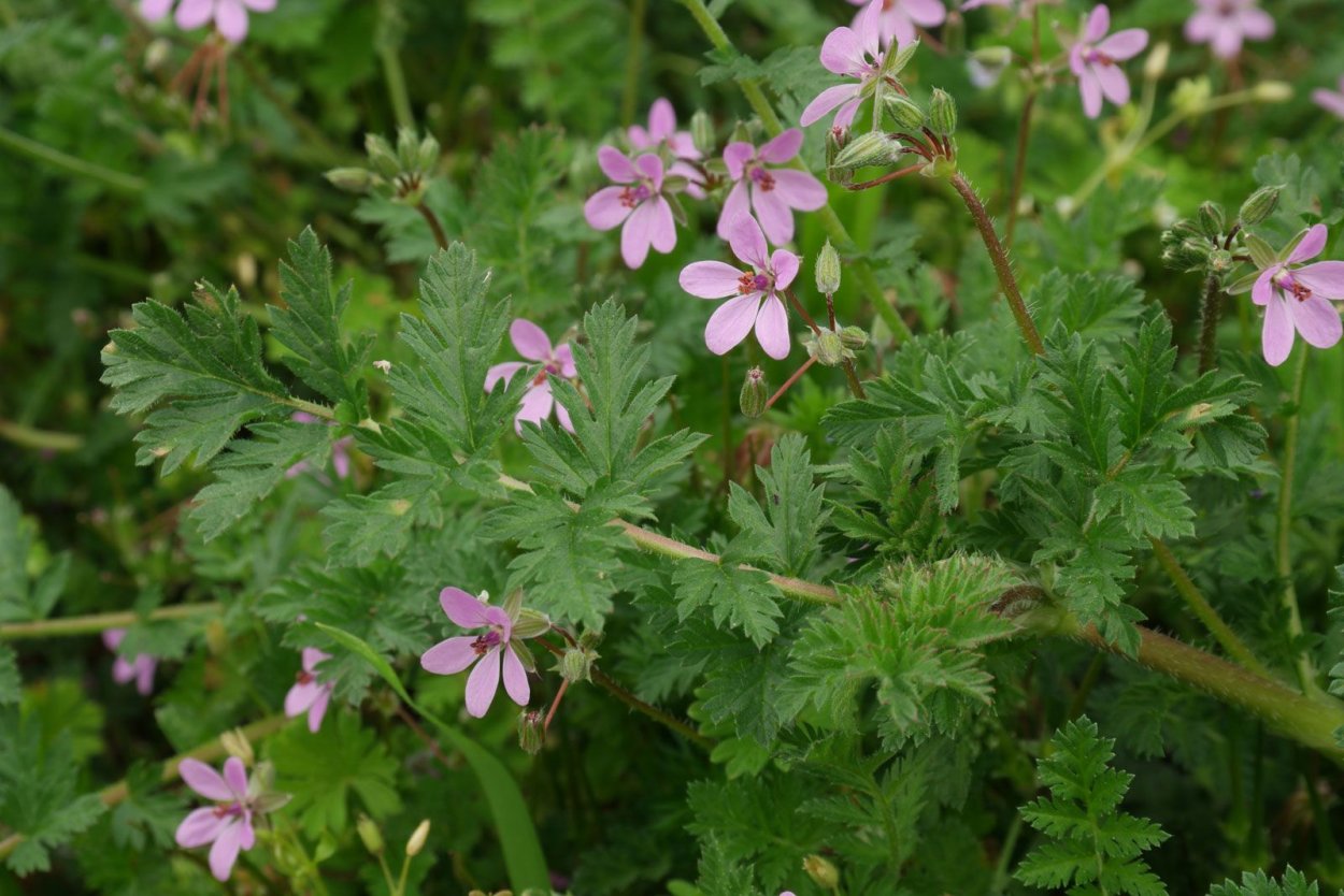 Аистник обыкновенный