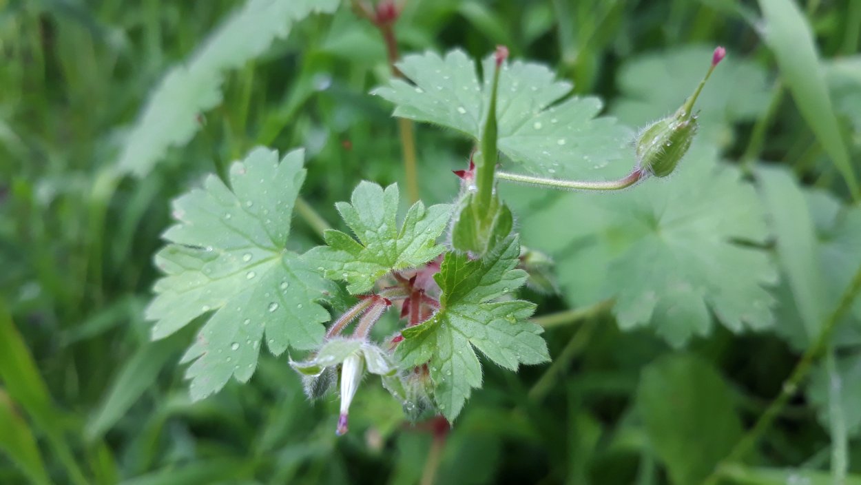 Аистник цикутовый