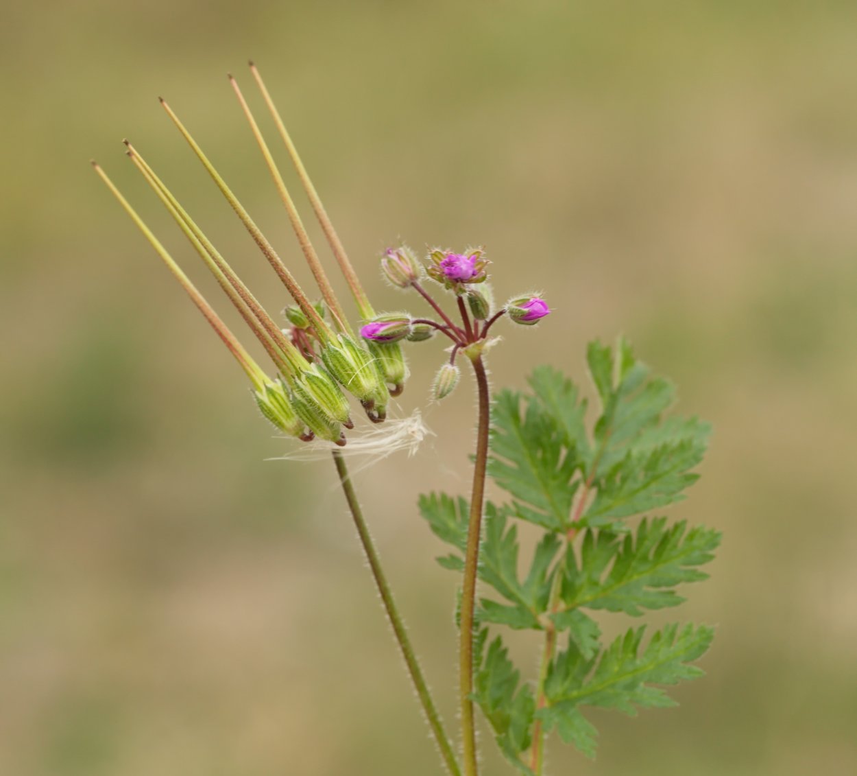 Герань Луговая журавельник
