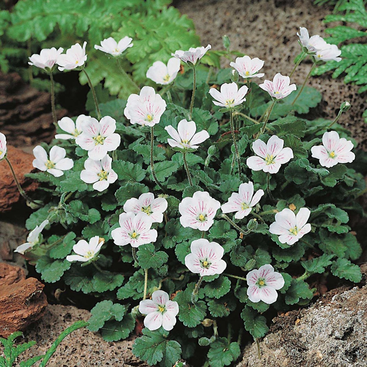 Аистник изменчивый Бишопс