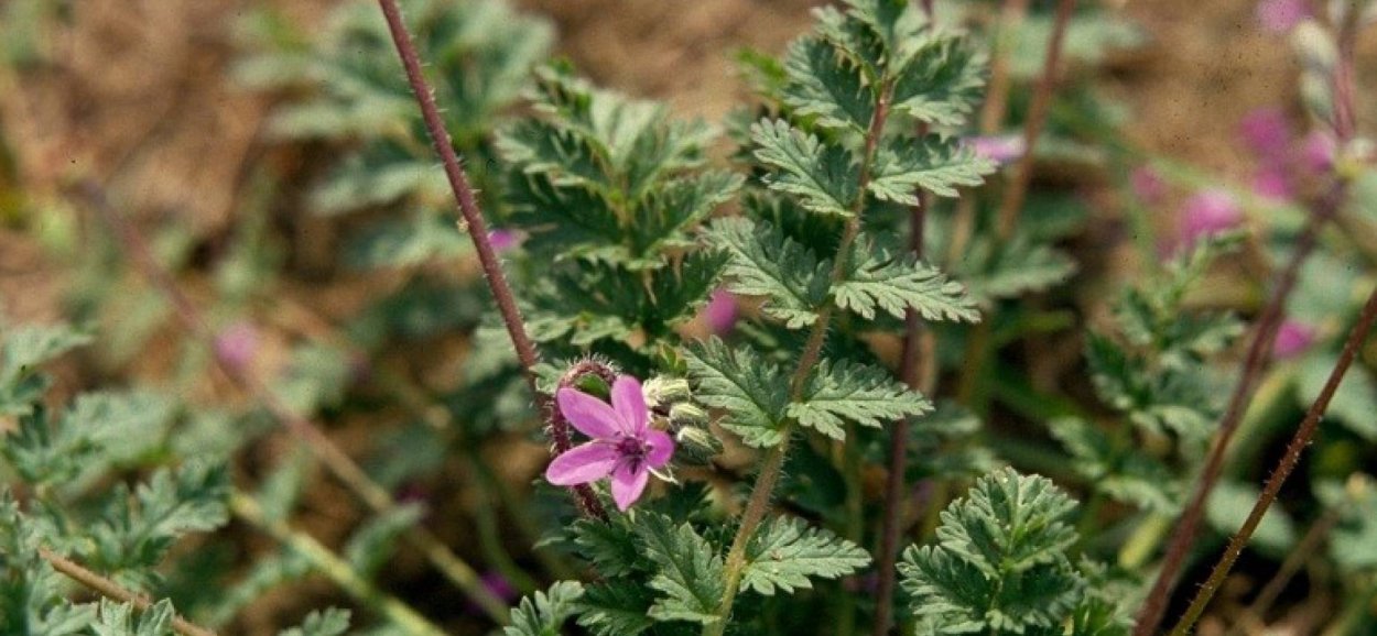 Аистник обыкновенный