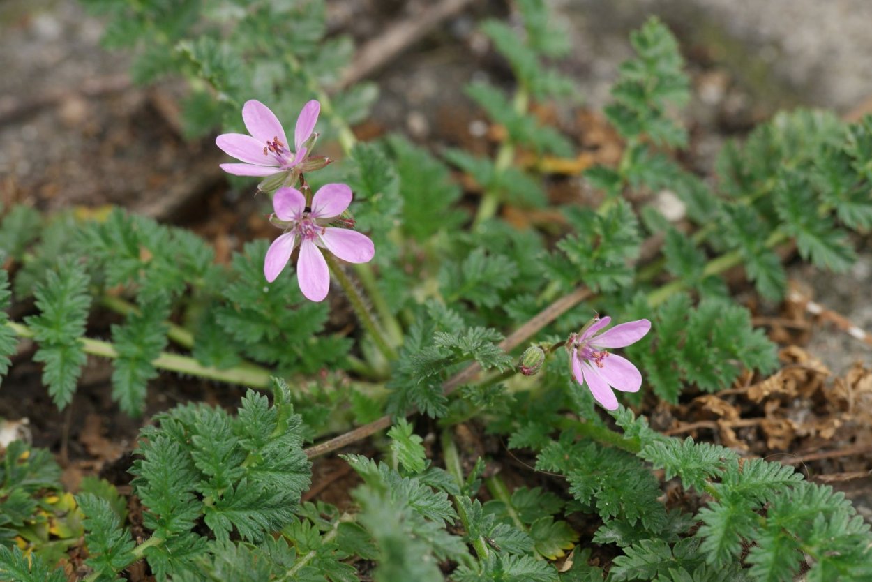 Аистник цикутовый