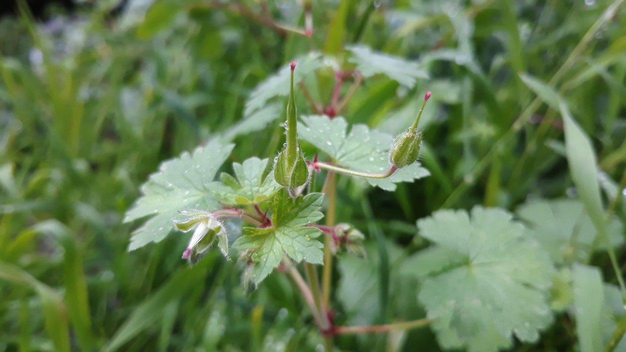 Аистник обыкновенный