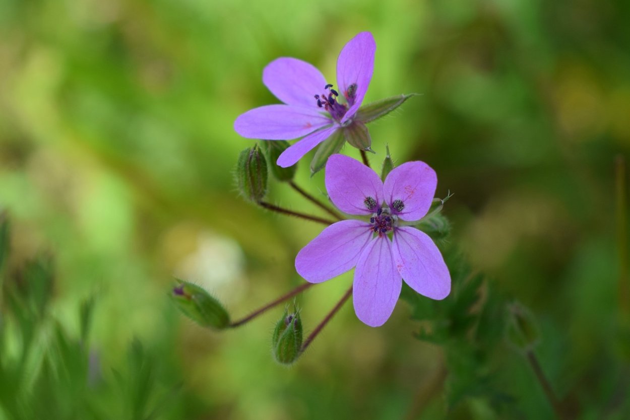 Аистник цикутовый сорняк