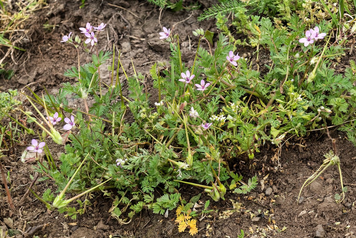 Аистник дубровниковидный