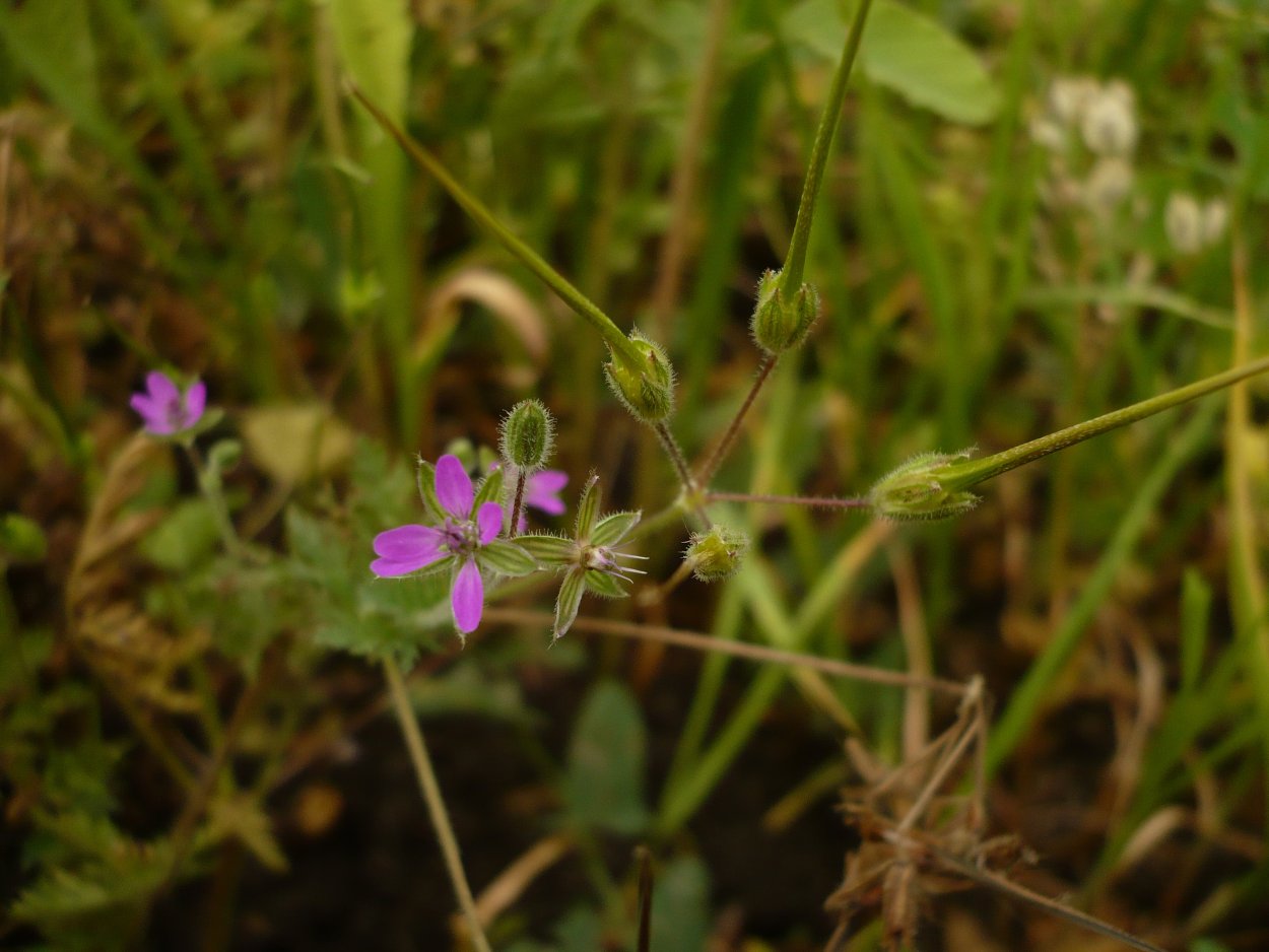 Аистник Стевена