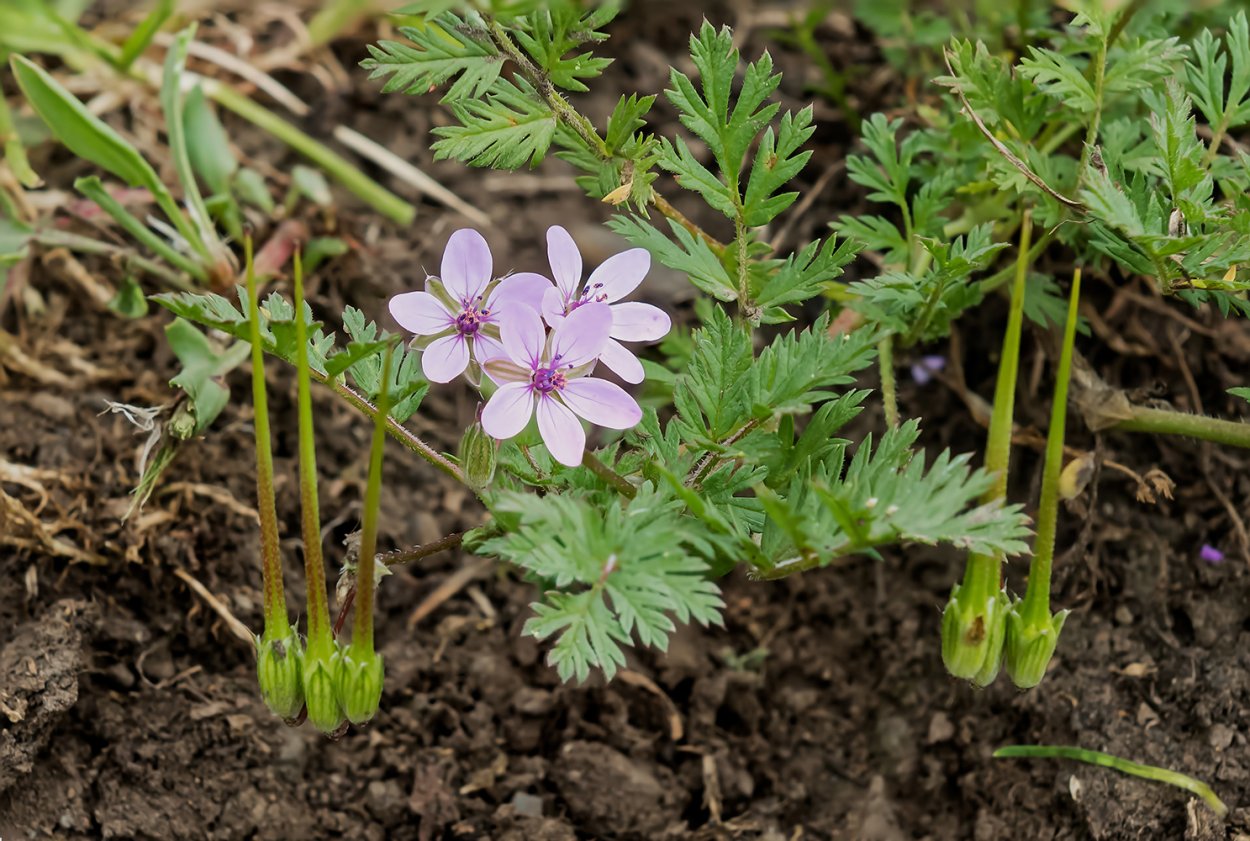 Аистник цикутовый (лат. Erodium cicutarium)