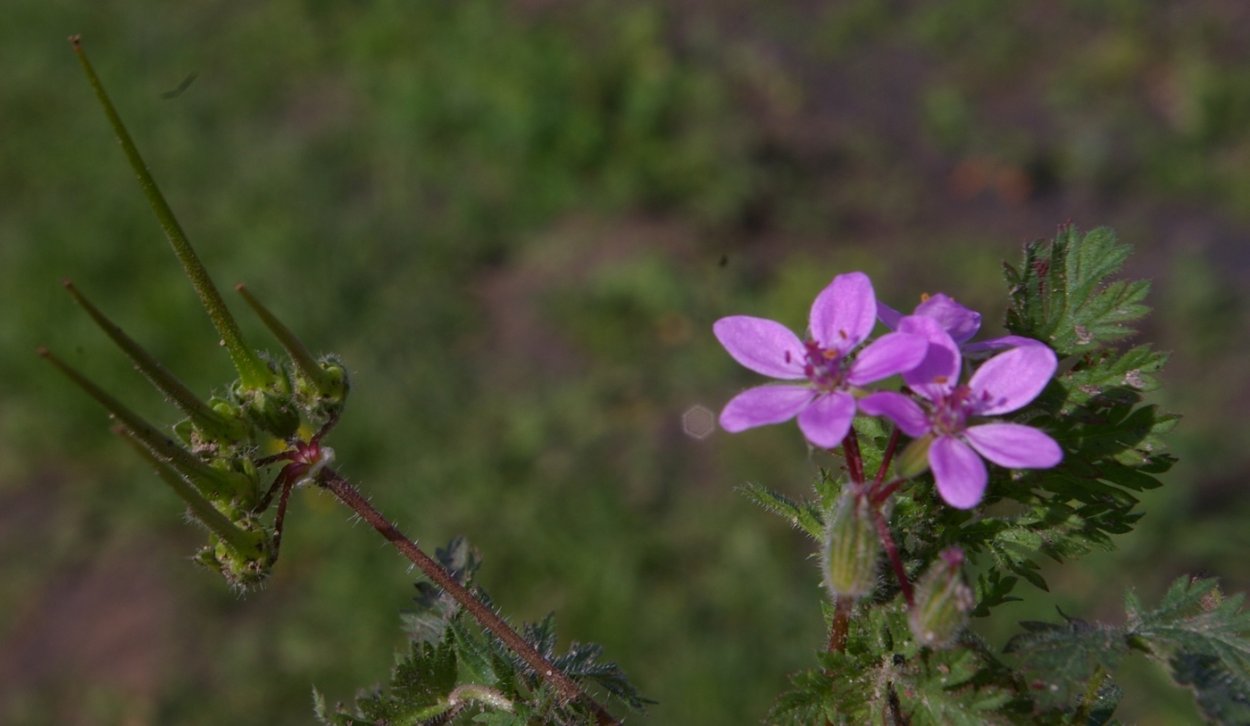 Аистник Стевена