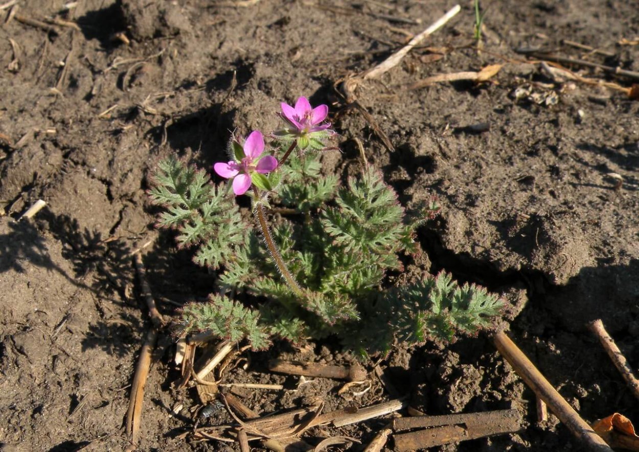 Аистник дубровниковидный