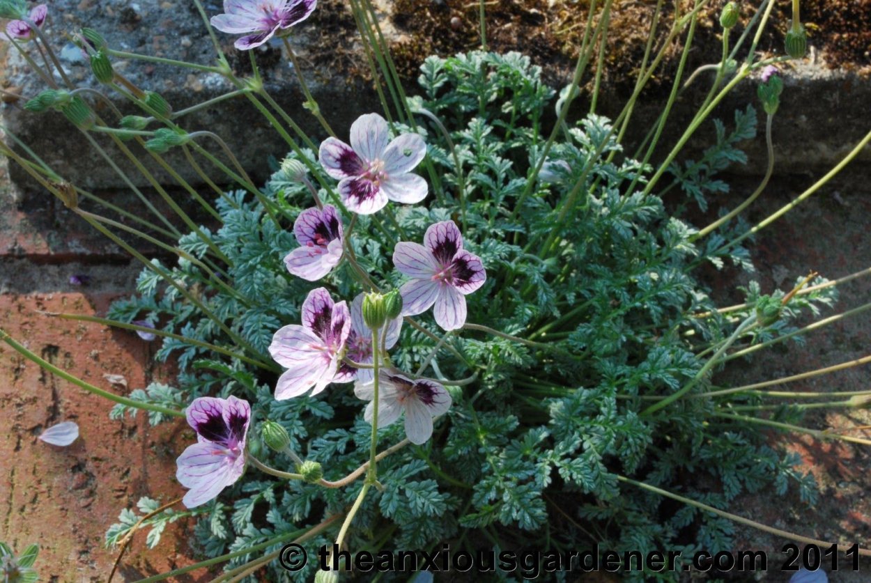 Герань Альпийская