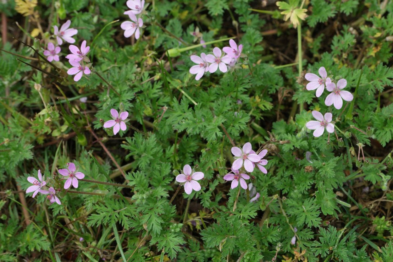 Растение аистник Стефана