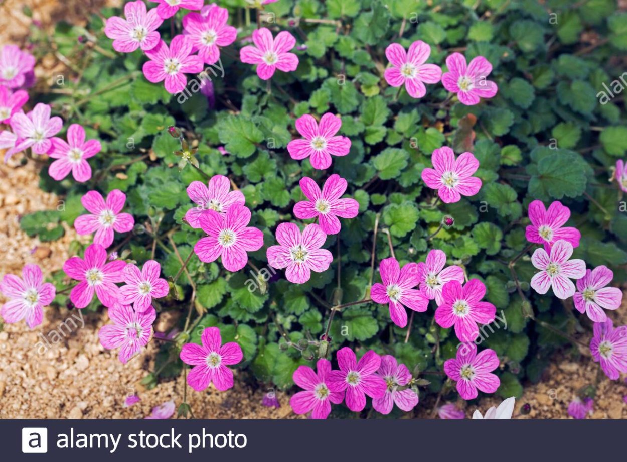 Аистник цикутный сорняк