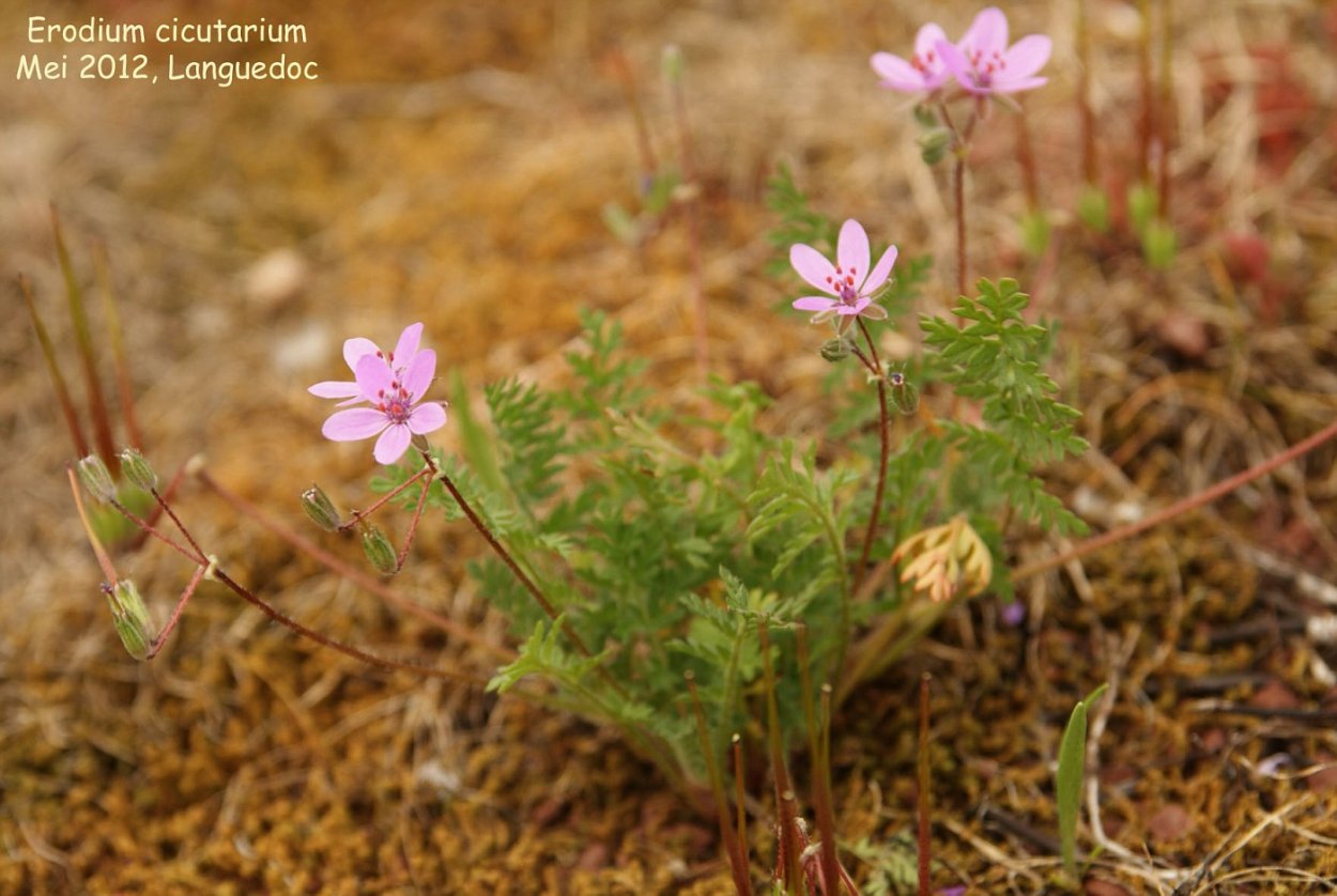 Аистник мальвовидный