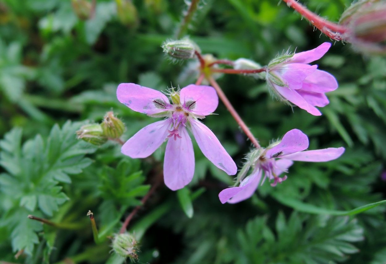 Аистник цикутовый