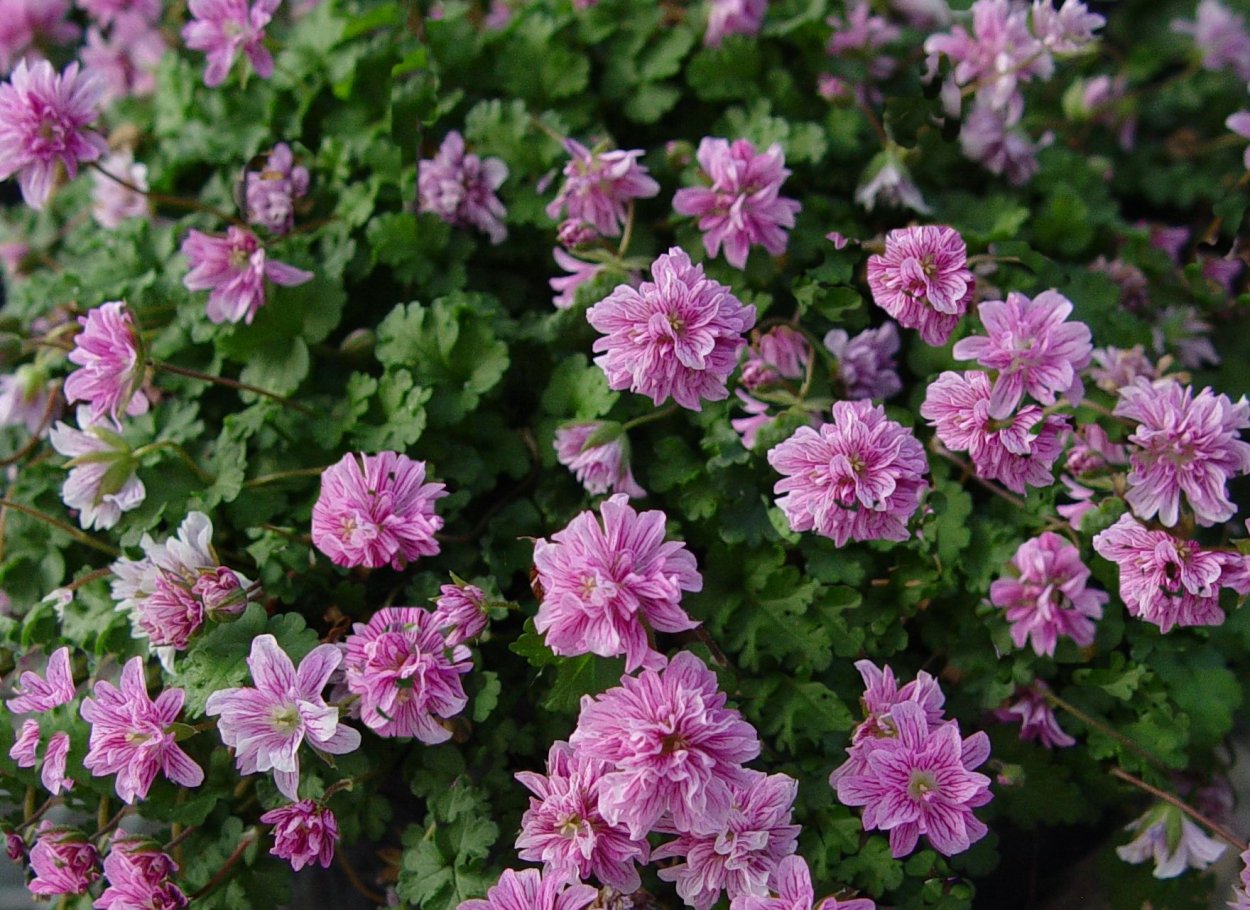 Аистник обыкновенный