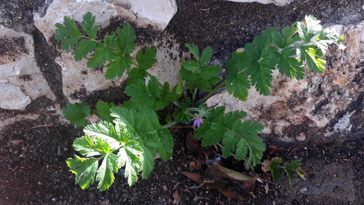 Аистник обыкновенный описание