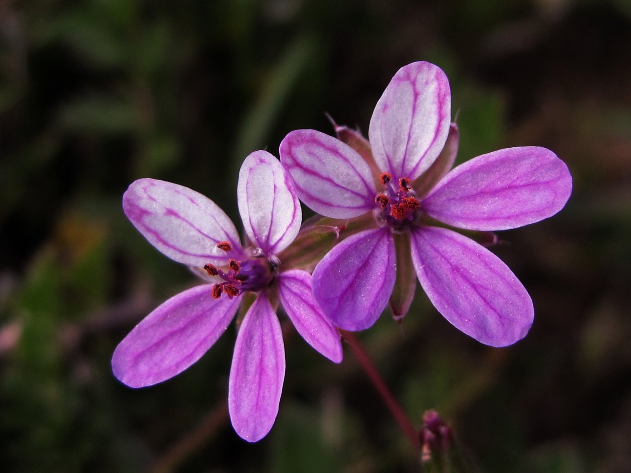 Аистник Альба