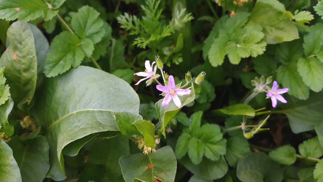 Цикорий фото растения крупным