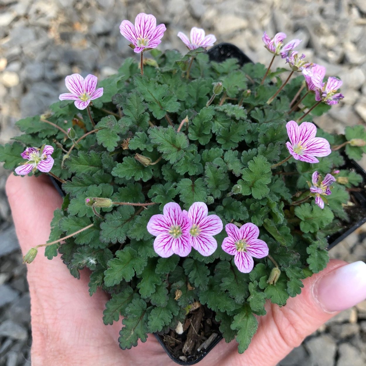 Герань Садовая