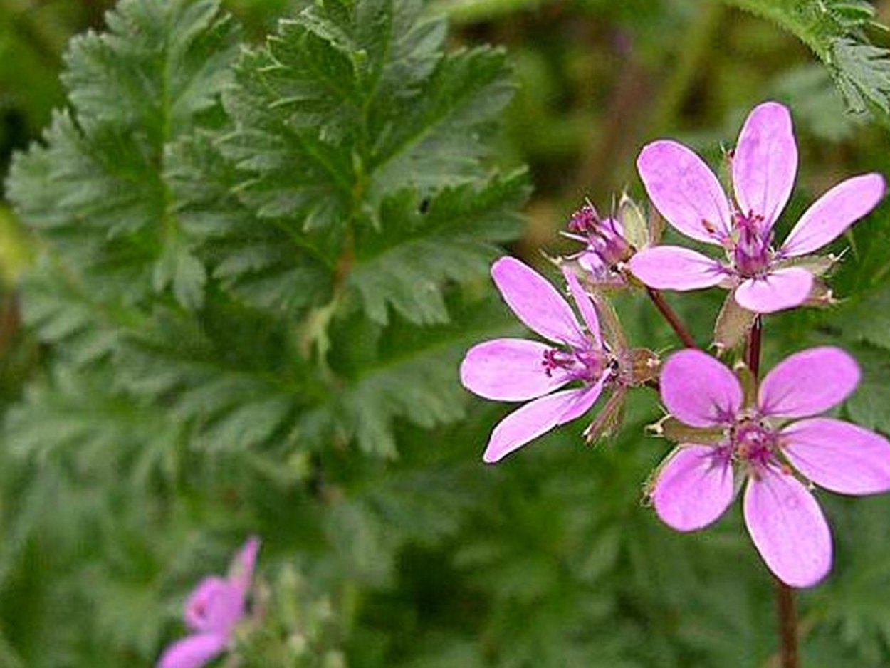 Журавельник аистник гербарий