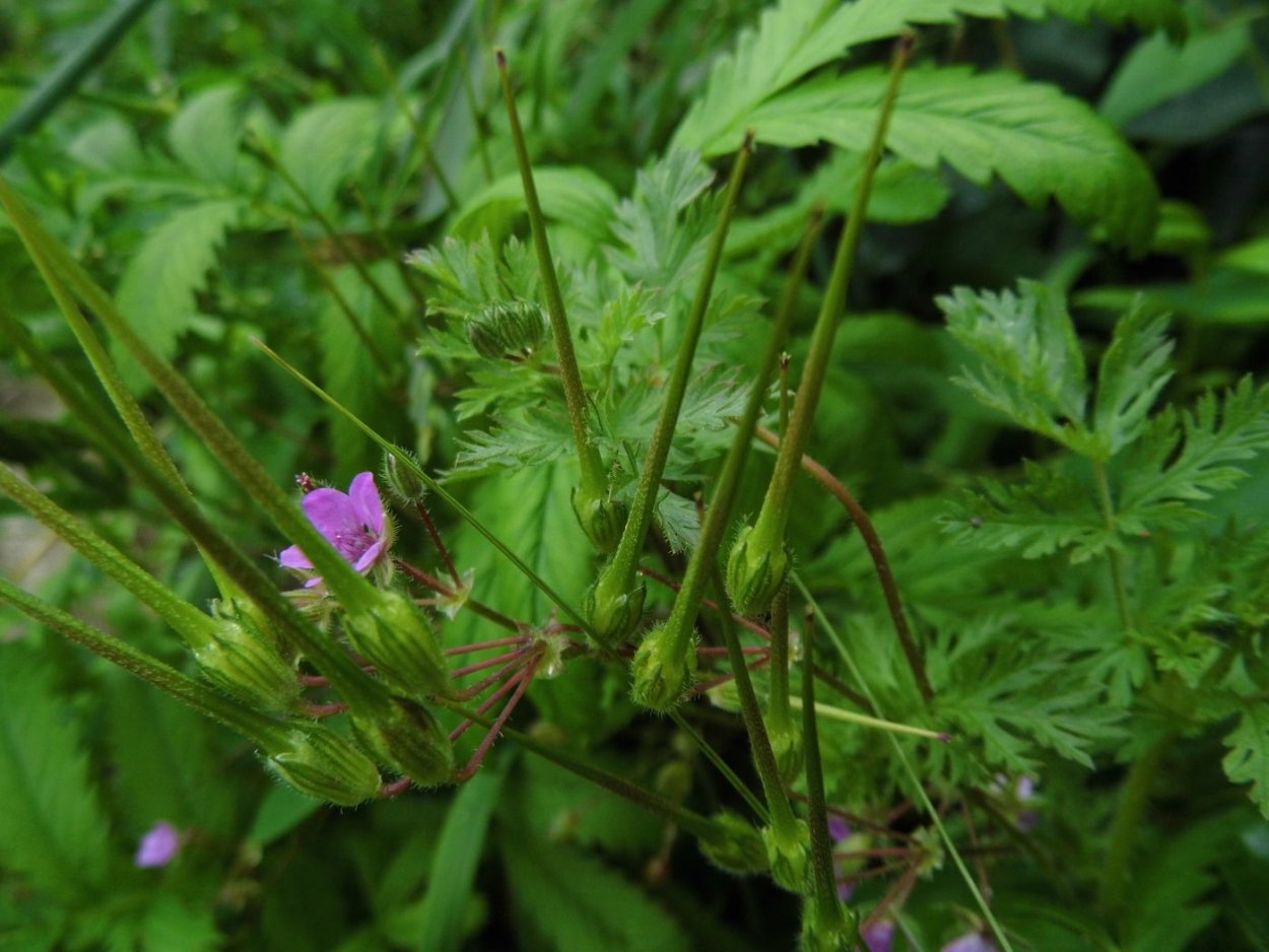 Герань двулистная