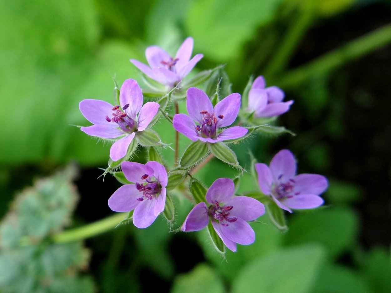 Аистник Стевена