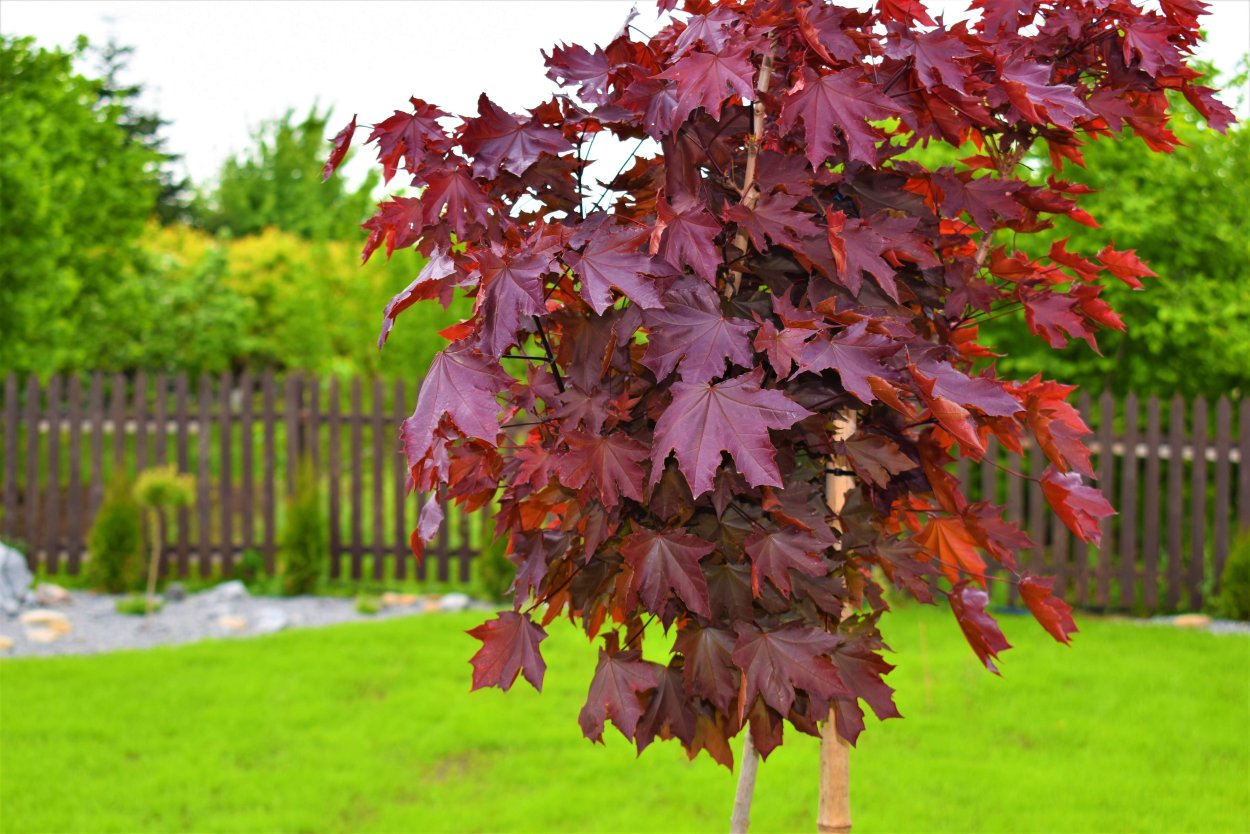 Acer palmatum 'Fireglow'