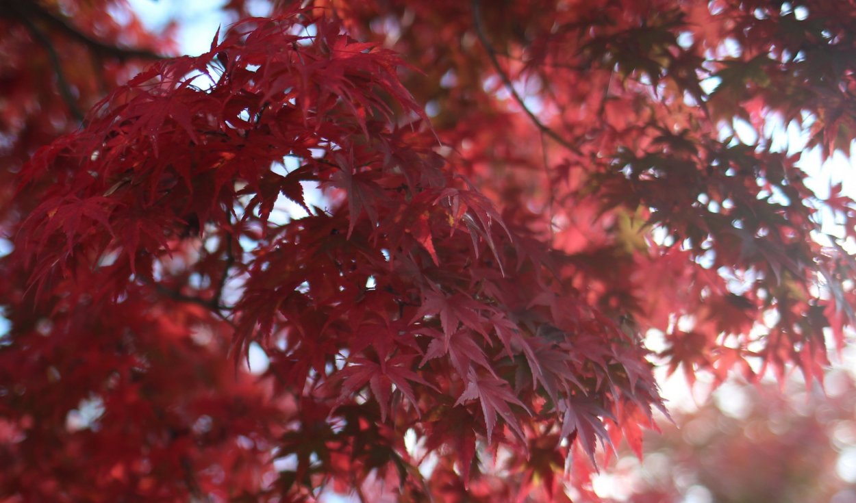 Acer palmatum Atropurpureum