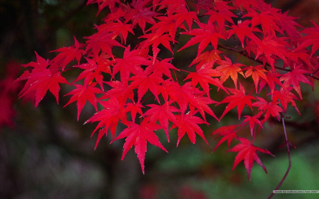 Acer palmatum Shaina