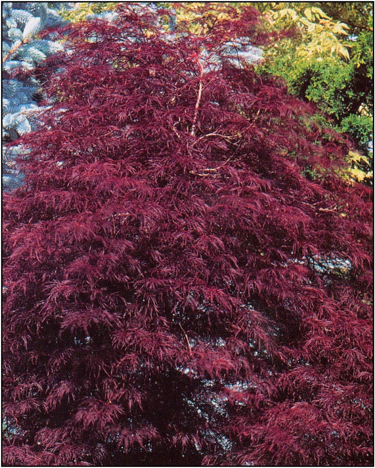 Acer palmatum Osakazuki