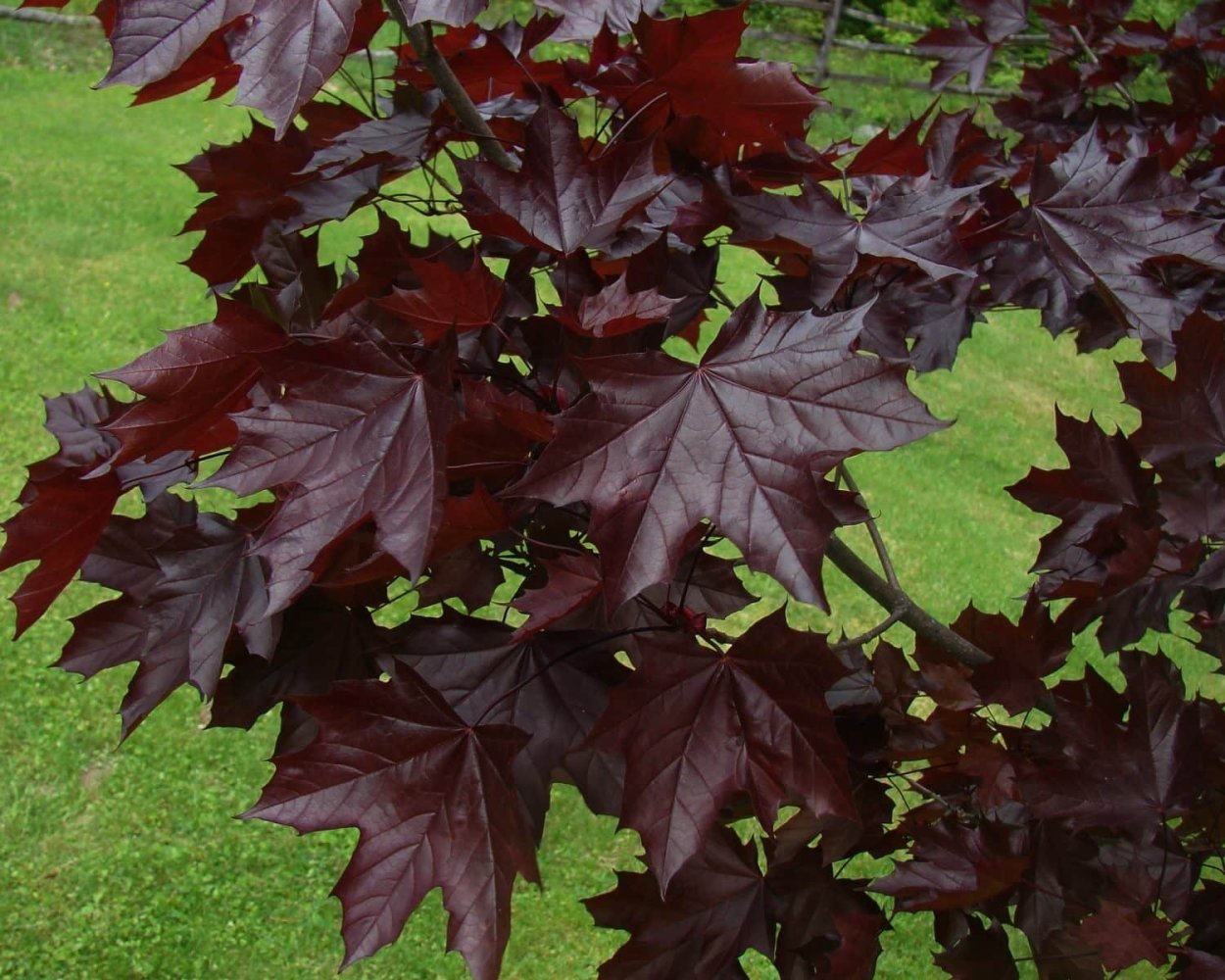 Дуб красный Quercus rubra