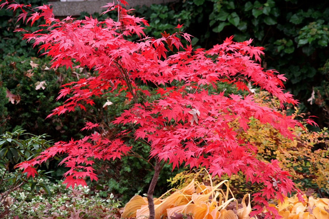 Acer palmatum 'Crimson Princess'