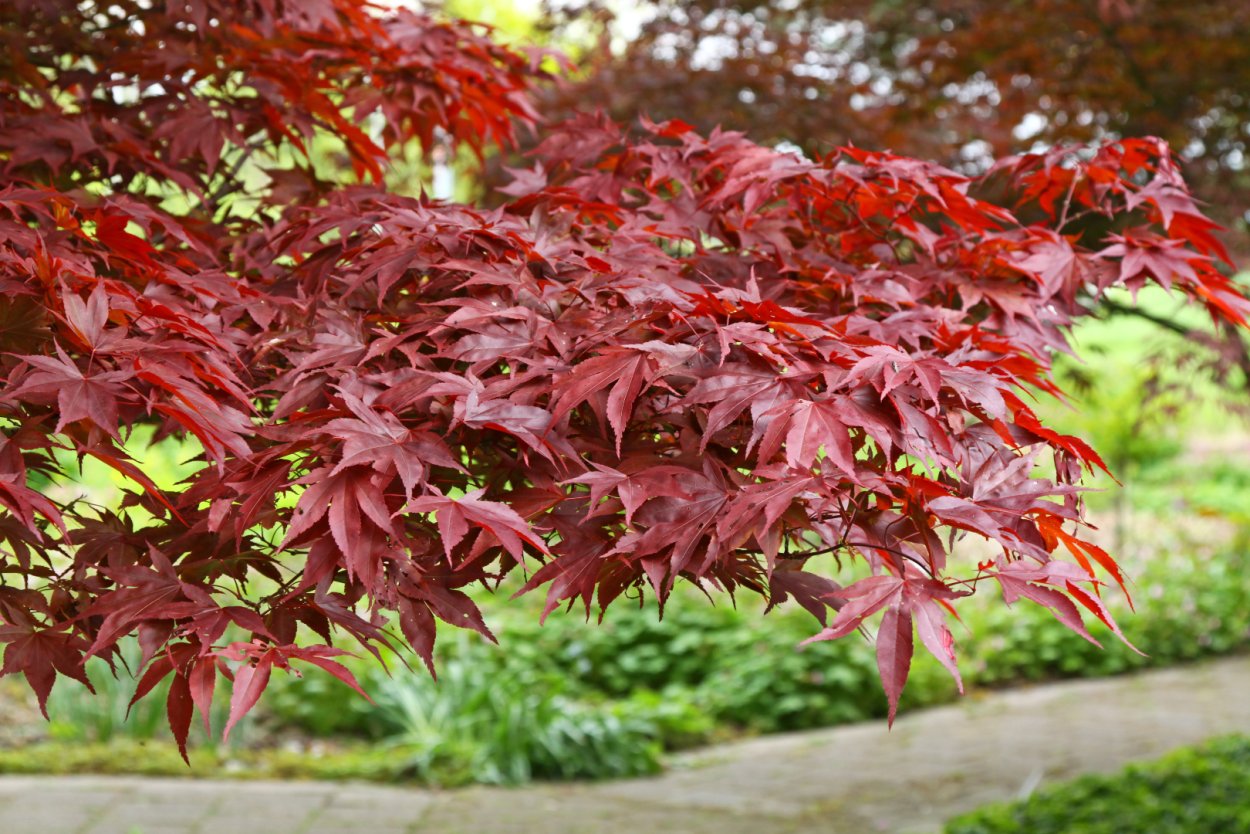 Листья клен Acer rubrum