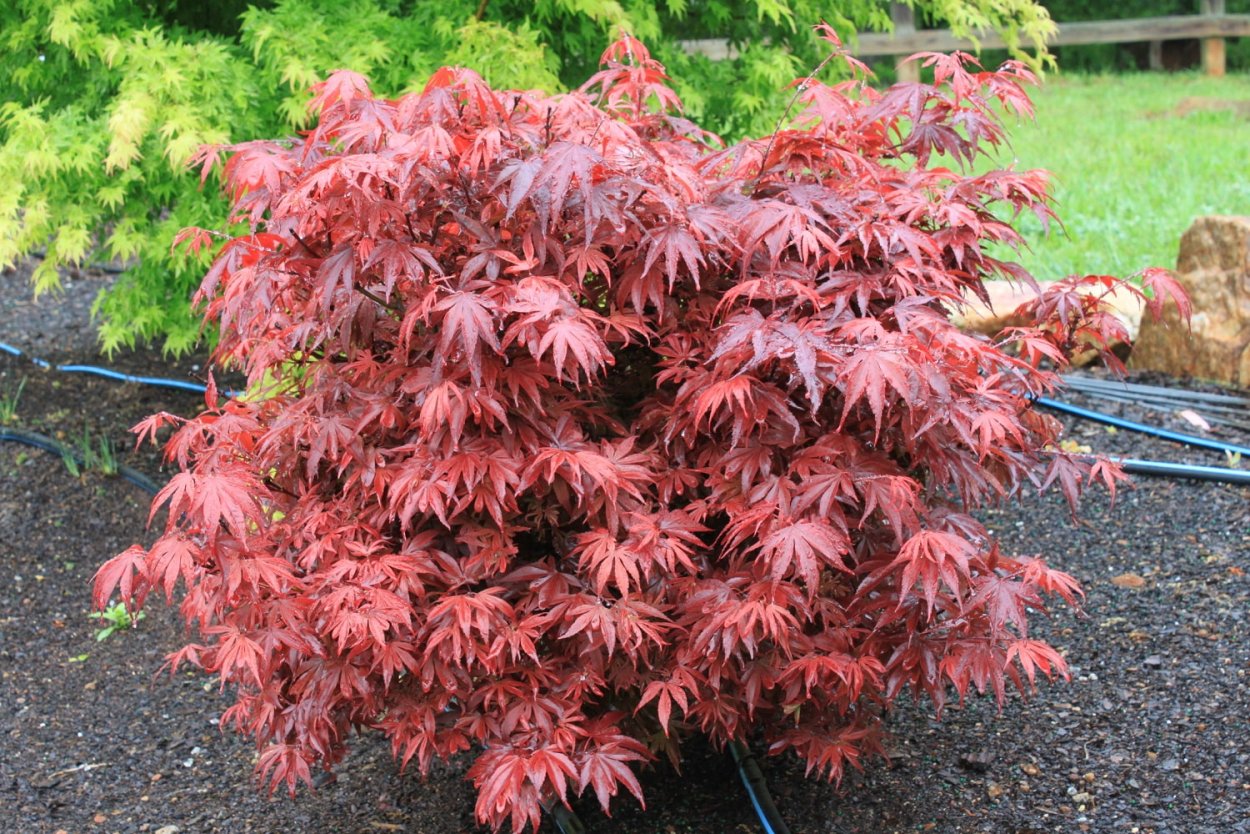 Acer palmatum Atropurpureum