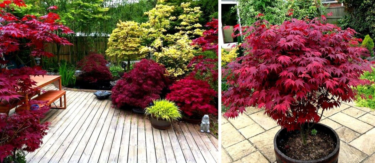 Клен красный 'Summer Red'