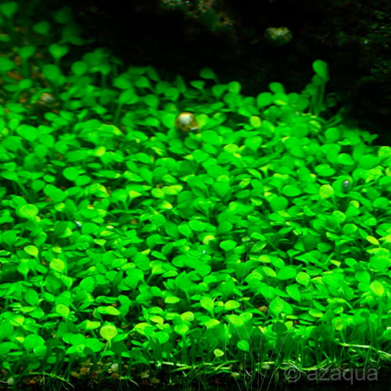 Марсилия крената