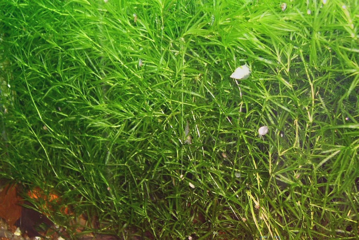 Наяс аквариумное растение