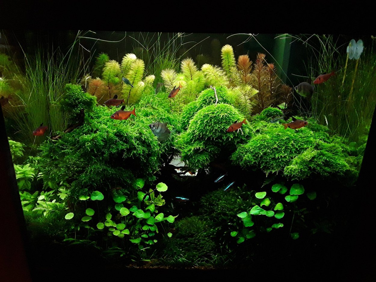 Риччия для аквариума