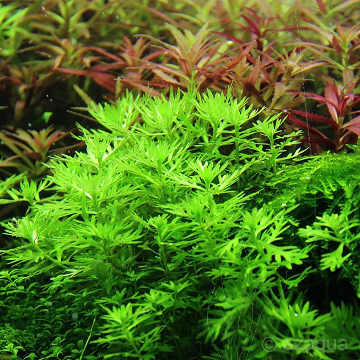 Хоттония палюстрис