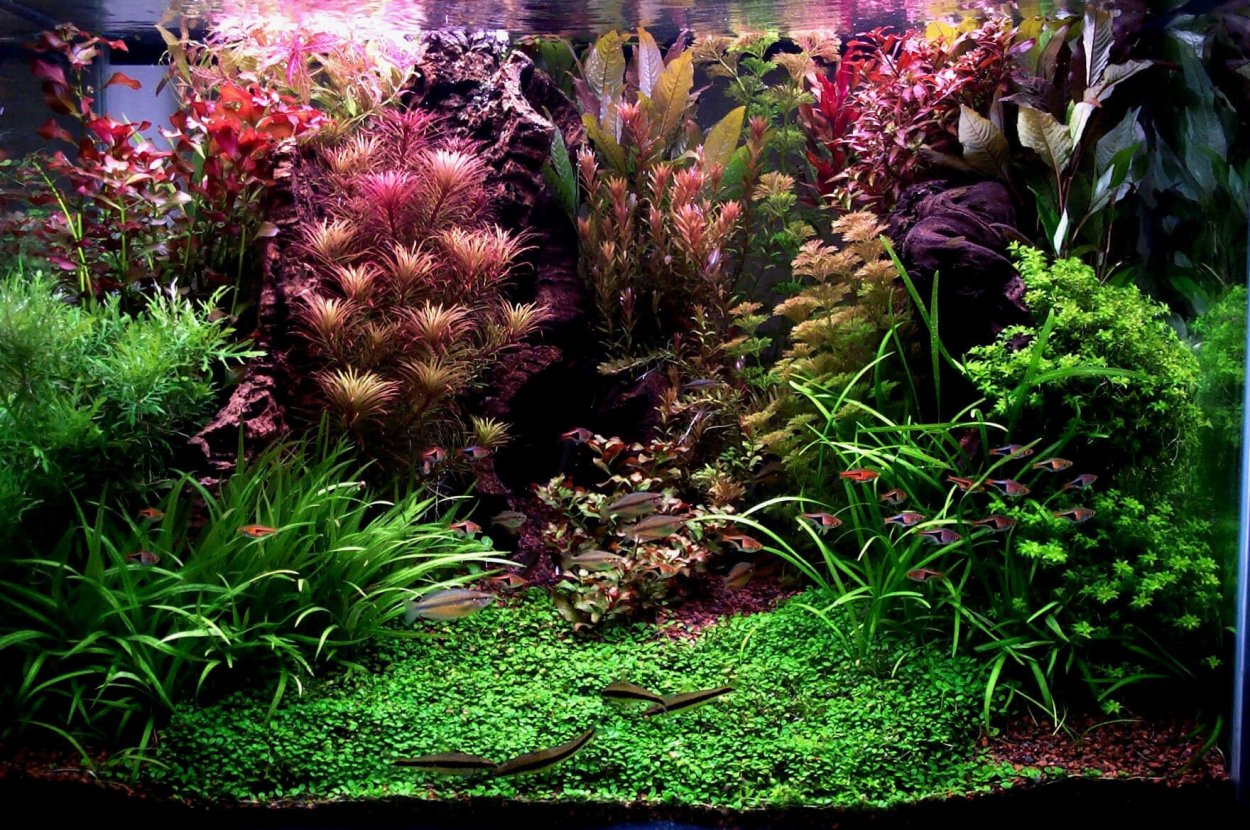 Медленный травник акваскейп