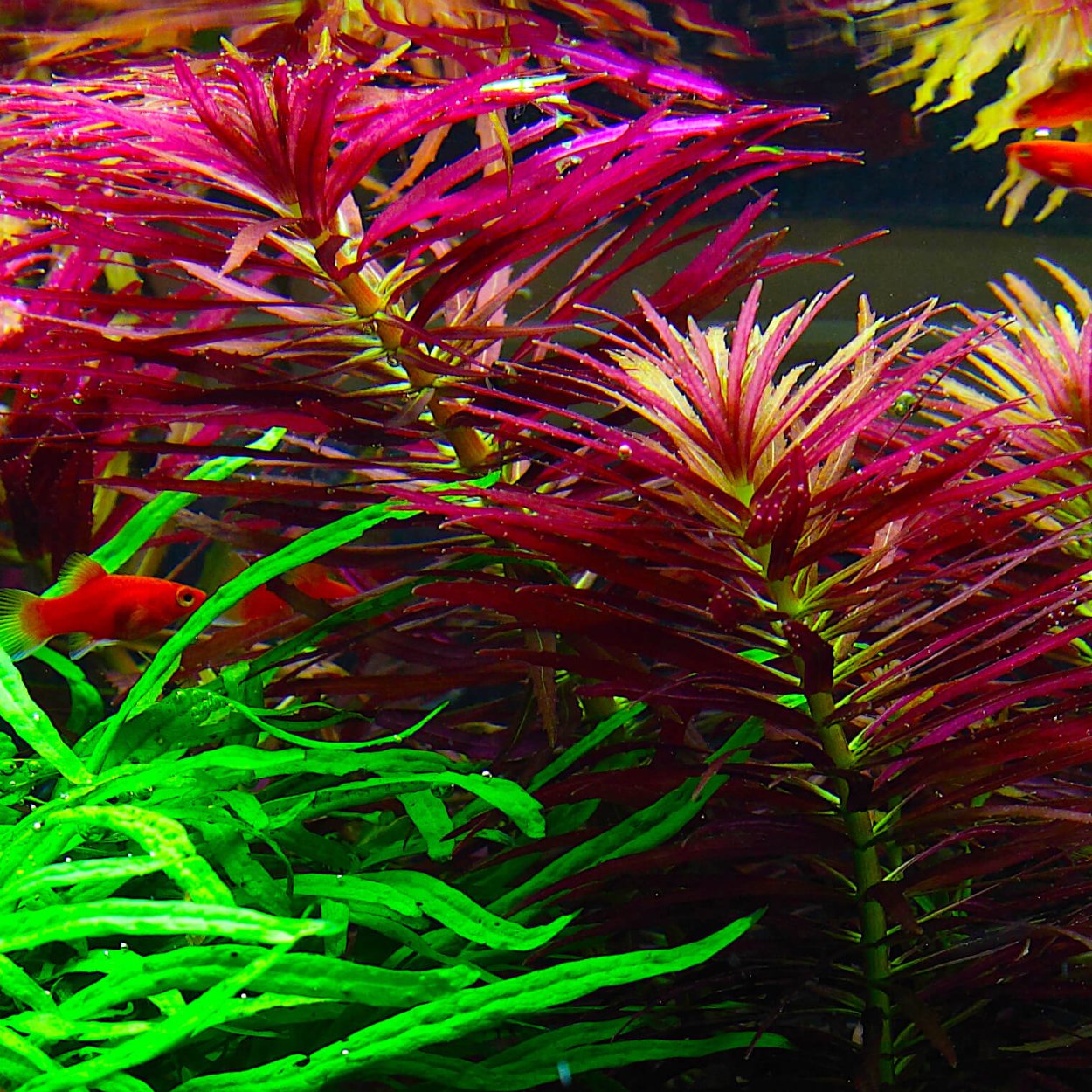 Limnophila hippuridoides