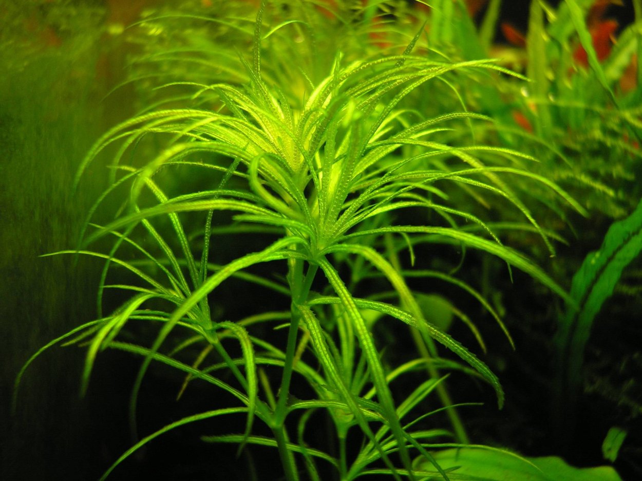 Наяда Гваделупская аквариумное растение