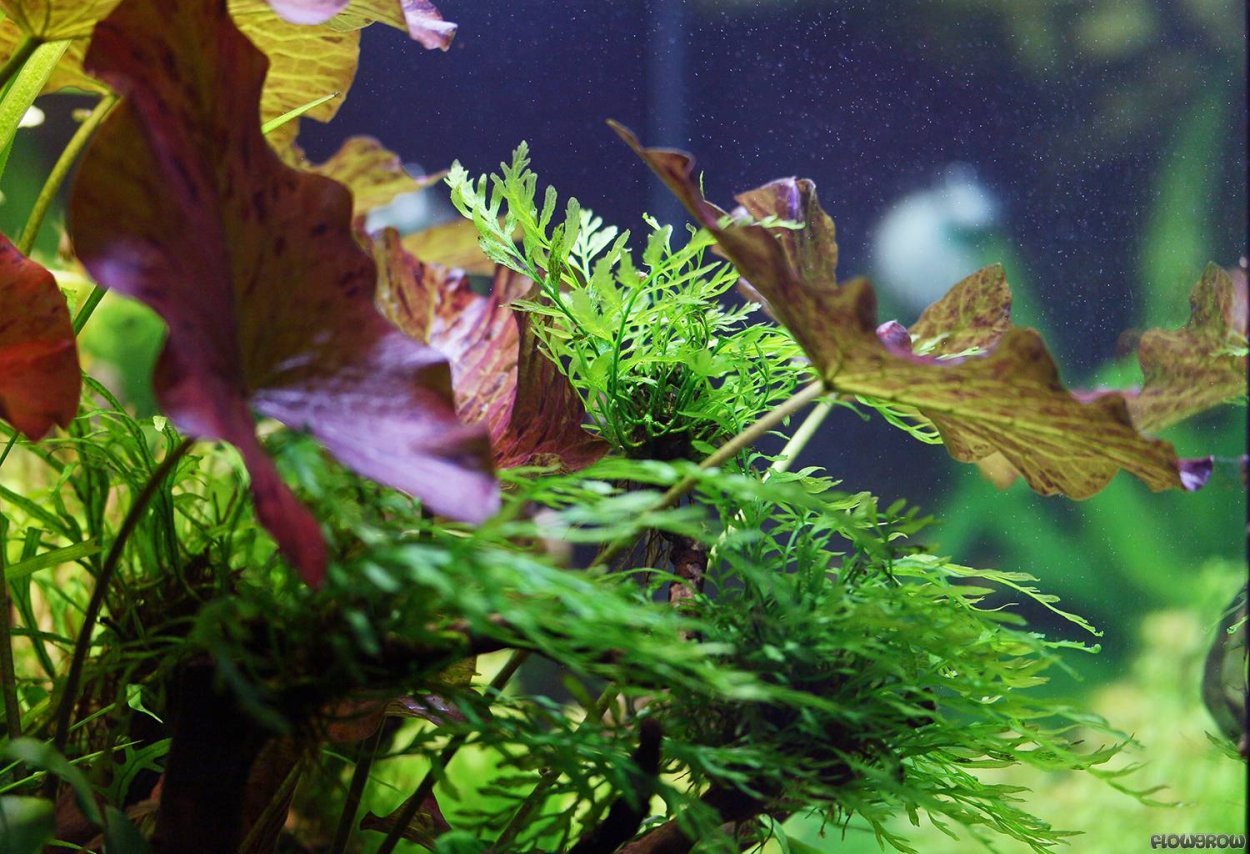 Папоротник Болбитис аквариумное Эхинодорус Филиппова