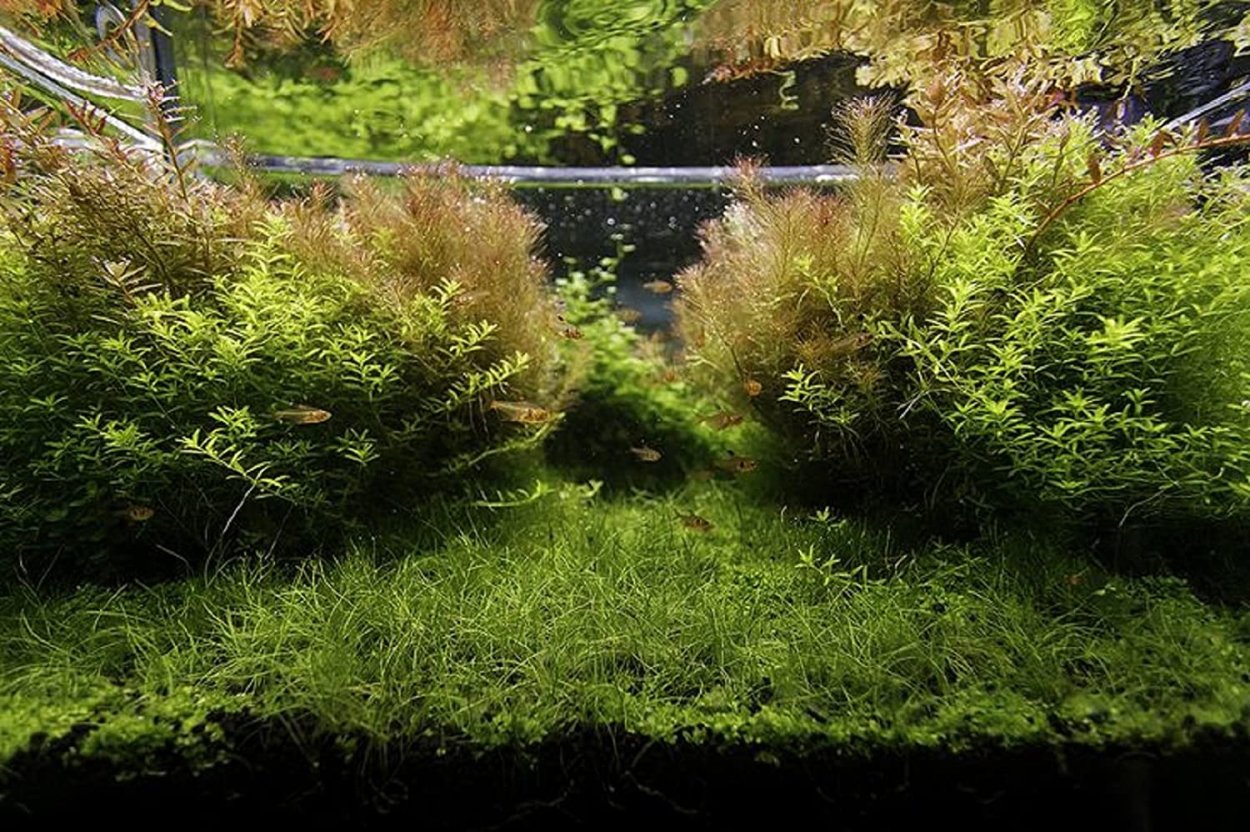 Ротала Индика акваскейп