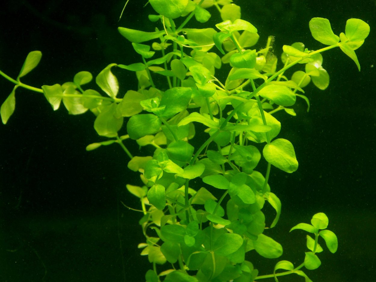 Бакопа аквариумное растение