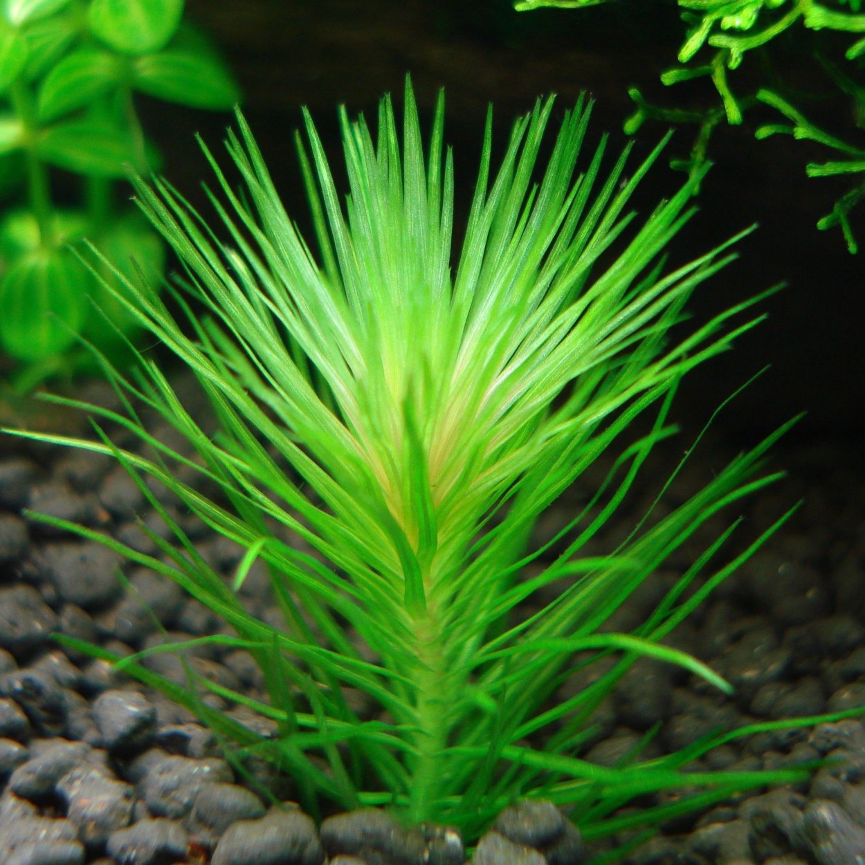 Ротала Наньеншан Rotala Nanjenshan