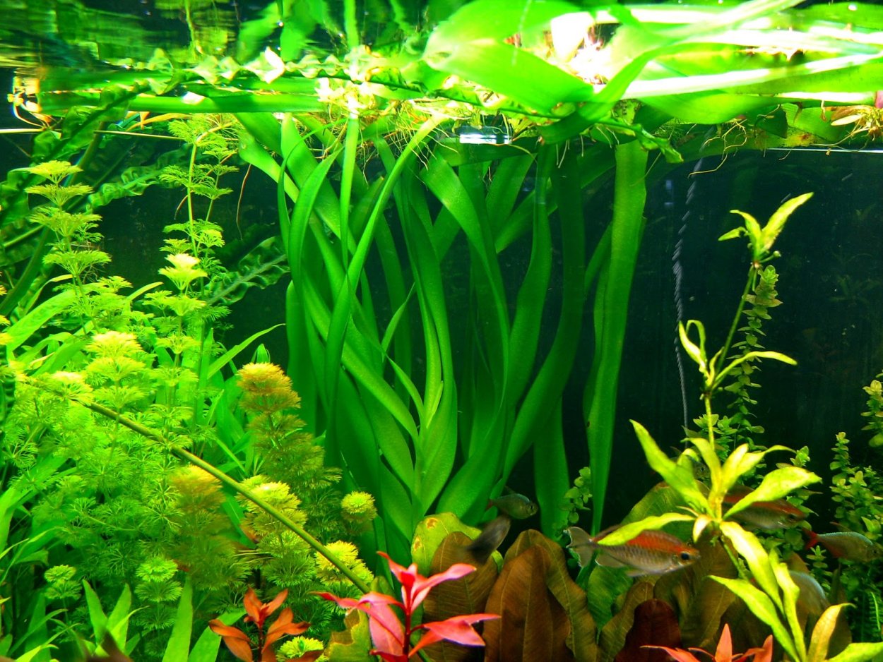 Таиландский кринум в аквариуме