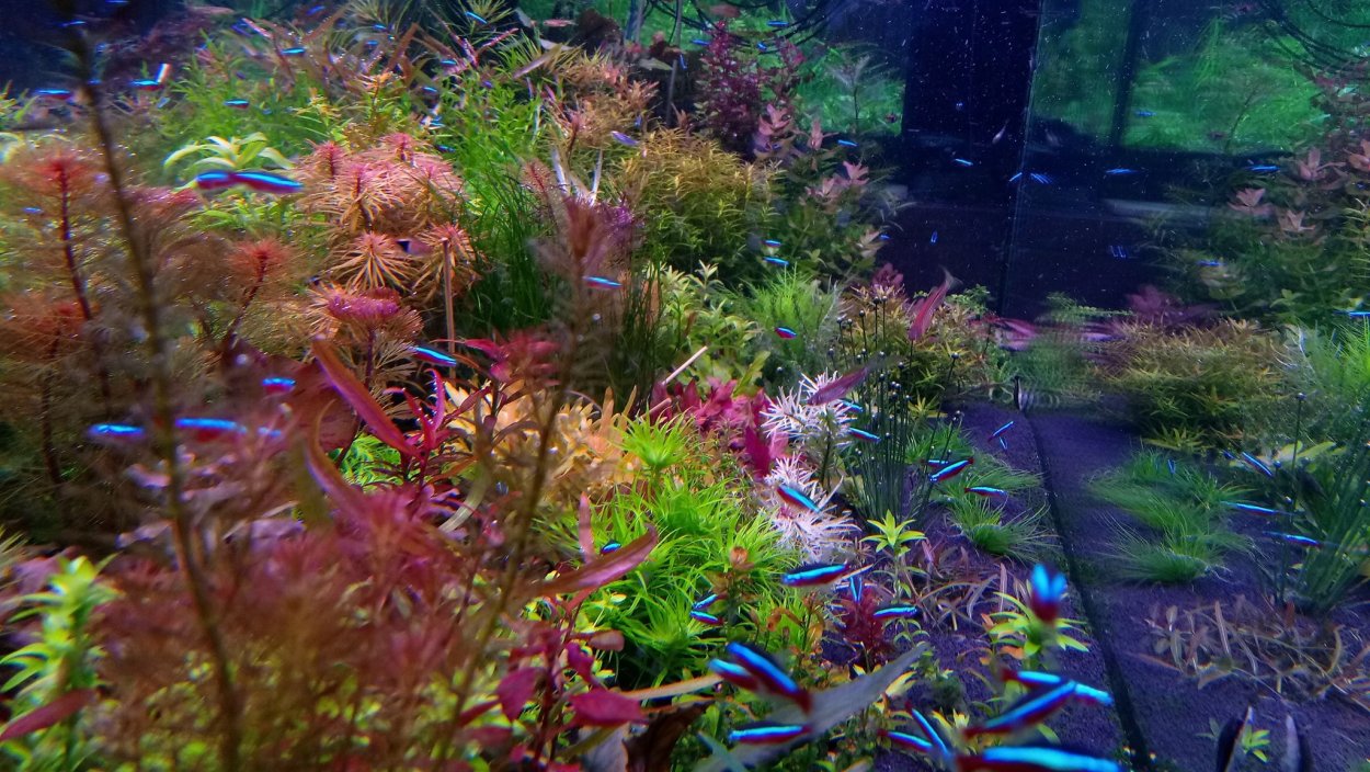 Ротала Гояс (Rotala mexicana Goias