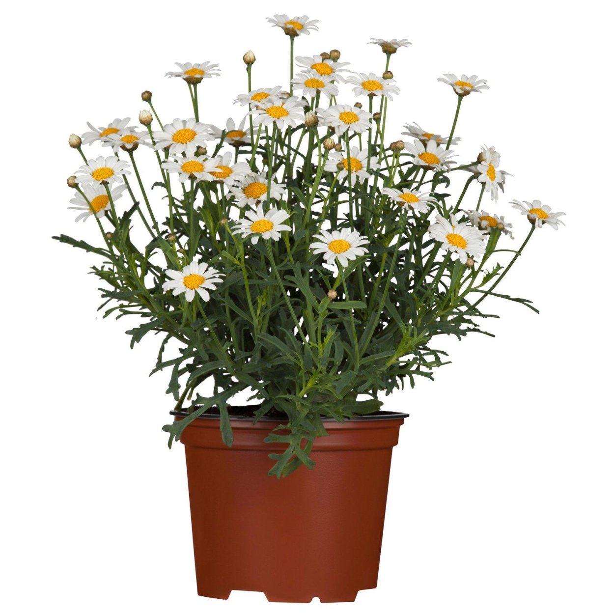 Аргирантемум фрутескенс белый